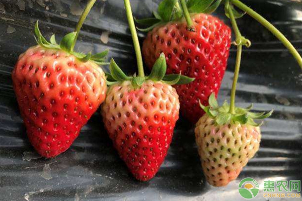 草莓白粉病的危害症状及无害化防治技术